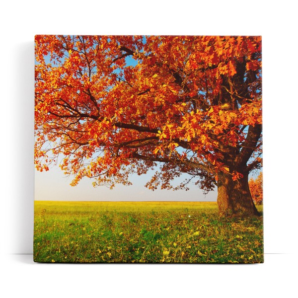 Große Eiche Baum Natur Feld Landschaft Horizont