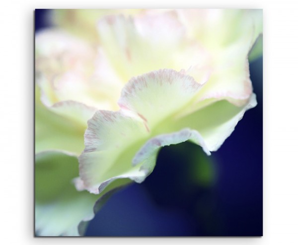 Naturfotografie Weiße Blüte auf Leinwand exklusives Wandbild moderne Fotografie für ihre Wand in v