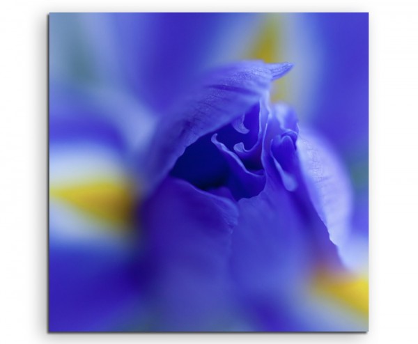 Naturfotografie Blaue Knospe mit orangen Punkten auf Leinwand exklusives Wandbild moderne Fotograf