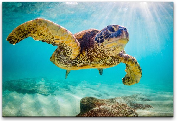 Schildkröte im Wasser Wandbild in verschiedenen Größen