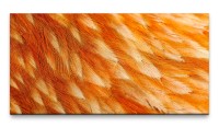 Bilder XXL Vogelfedern orange 50x100cm Wandbild auf Leinwand