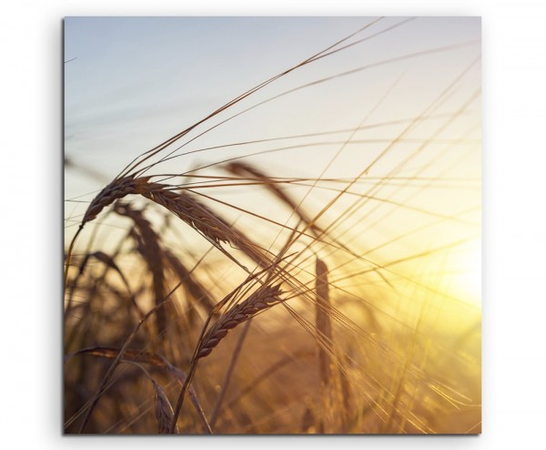 Naturfotografie  Weizenfeld bei Sonnenaufgang auf Leinwand exklusives Wandbild moderne Fotografie f