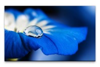 Bilder XXL blaue Blüte mit Tautropfen Wandbild auf Leinwand