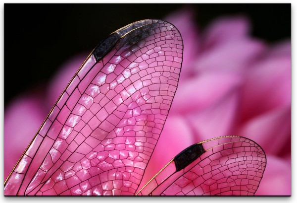 Libellen in Pink Wandbild in verschiedenen Größen