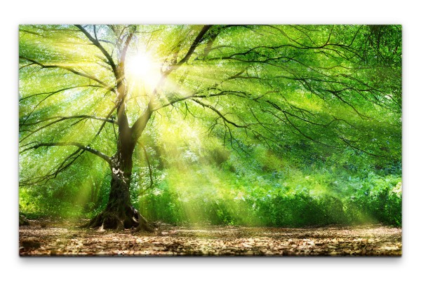 Bilder XXL Mächtiger Baum im Sonnenlicht Wandbild auf Leinwand