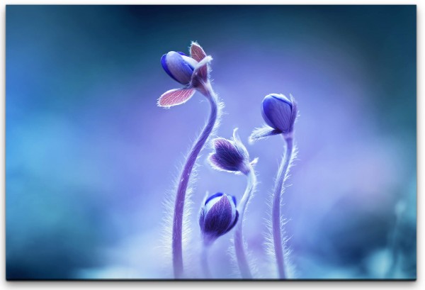 Frühlings Blumen Wandbild in verschiedenen Größen