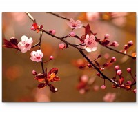 Naturfotografie  japanische Kirschblüten - Leinwandbild