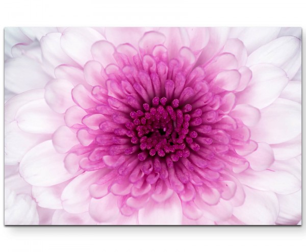 Wunderschöne pinke Blüte Nahaufnahme - Leinwandbild
