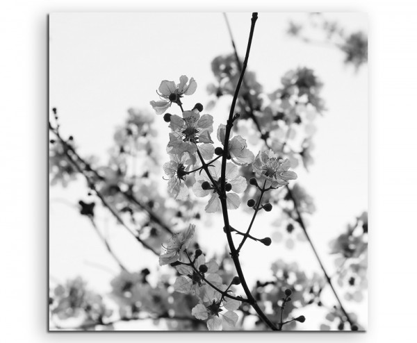 Naturfotografie – Weiße Kirschblüten auf Leinwand