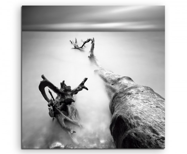 Landschaftsfotografie Alte Bäume am Meer, Rügen auf Leinwand exklusives Wandbild moderne Fotograf