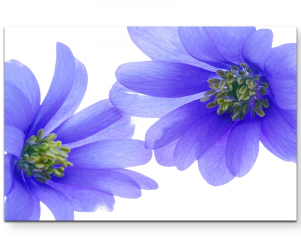 Fotografie blaue Blüten - Leinwandbild