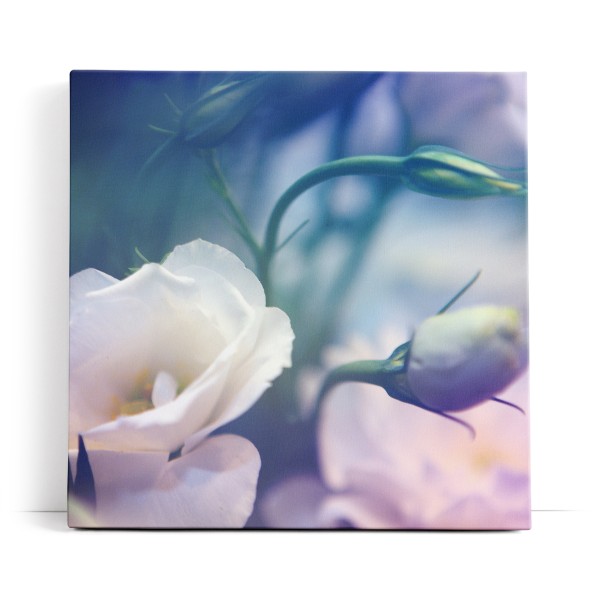 Weiß Blüte Blume Frühling Blau Kunstvoll