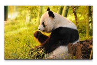 Bilder XXL Pandabär Wandbild auf Leinwand
