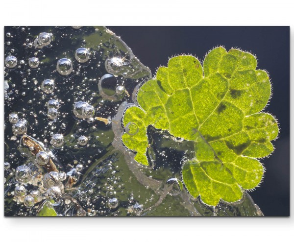 eingefrorenes Blatt - Leinwandbild