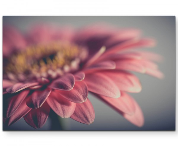 Vintagestyle  Gerbera soft - Leinwandbild