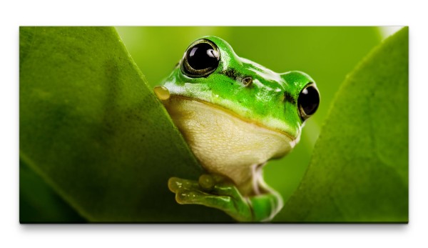 Bilder XXL Frosch grün mit Blättern 50x100cm Wandbild auf Leinwand