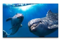 Bilder XXL Delfine im Wasser Wandbild auf Leinwand