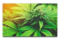 Bilder XXL Marihuana Wandbild auf Leinwand