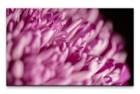 Bilder XXL Pinke Blüte Makro Wandbild auf Leinwand