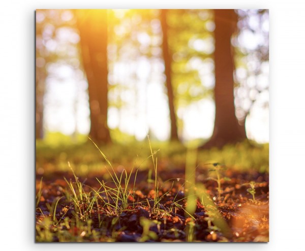 Landschaftsfotografie  Waldboden auf Leinwand exklusives Wandbild moderne Fotografie für ihre Wand