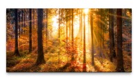 Bilder XXL Herbstwald mit Sonne 50x100cm Wandbild auf Leinwand