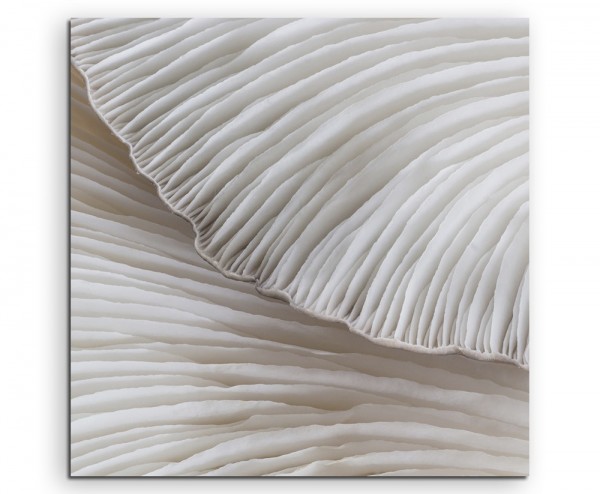 Naturfotografie Sajor Caju Pilze auf Leinwand exklusives Wandbild moderne Fotografie für ihre Wand