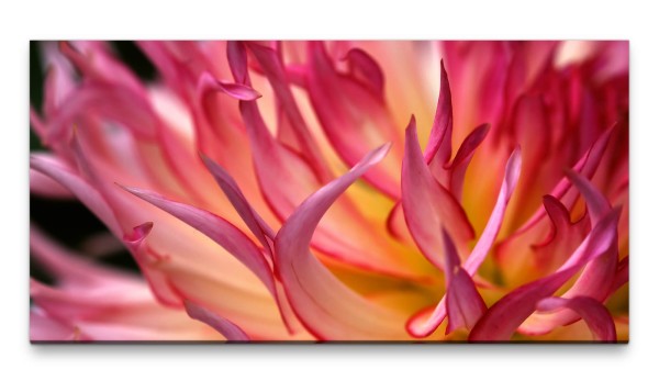 Bilder XXL Dahlienblüte rosa gelb 50x100cm Wandbild auf Leinwand