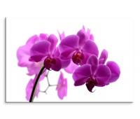 120x80cm Wandbild Orchidee Blume Blüte Nahaufnahme