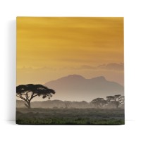 Afrika Mount Kenya Burkea Bäume Wildnis Abenddämmerung