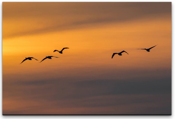 Vögel im Himmel Wandbild in verschiedenen Größen