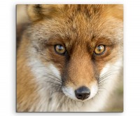 Tierfotografie – Roter europäischer Fuchs auf Leinwand