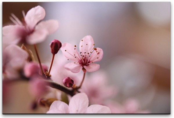 Blumen in rosa Wandbild in verschiedenen Größen