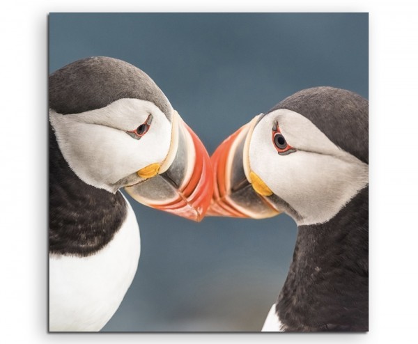 Tierfotografie Romantische Papageitaucher auf Island auf Leinwand exklusives Wandbild moderne Foto