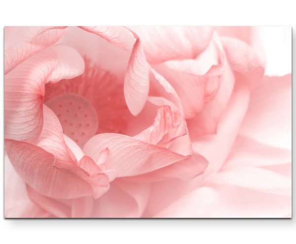Soft  Rosenblüte - Leinwandbild