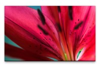 Bilder XXL Pinke Lilie Wandbild auf Leinwand