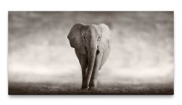 Bilder XXL Afrikanischer Elefant schwarz weiss 50x100cm Wandbild auf Leinwand