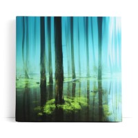 Wald Bäume See Wasserwald Kunstvoll Sonnenlicht Blau