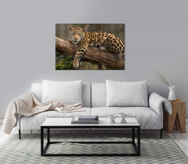 Jaguar auf einem Ast Wandbild in verschiedenen Größen