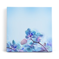 Blaue Orchidee Blüten Blume Kunstvoll Fotokunst
