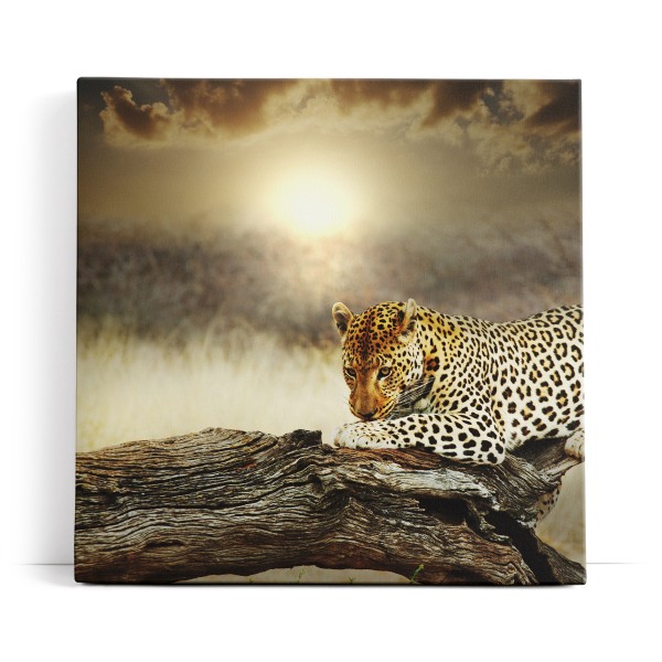 Leopard Wildnis Afrika Raubkatze Baum