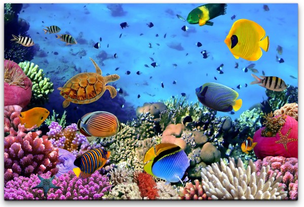 Korallen Kolonie Wandbild in verschiedenen Größen