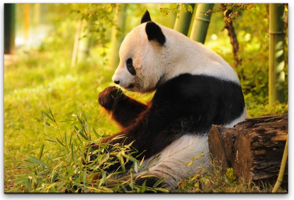 Panda Wandbild in verschiedenen Größen