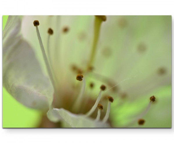 Nahaufnahme einer Kirschblüte - Leinwandbild