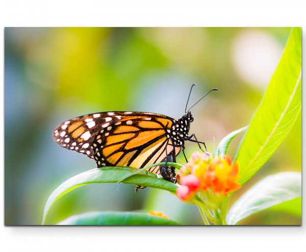 Schmetterling auf einer Blüte Frühling - Leinwandbild