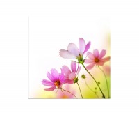 80x80cm Blume Blüte Hintergrund abstrakt