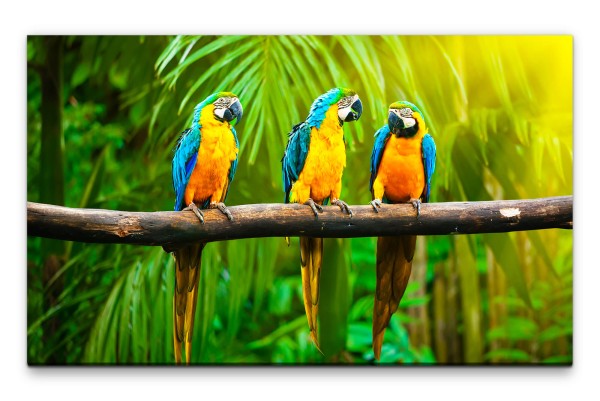 Bilder XXL Drei bunte Papageien Wandbild auf Leinwand