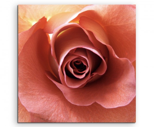 Naturfotografie – Lachsfarbene romantische Rose auf Leinwand