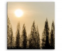 Landschaftsfotografie – Pinienbäume im Sonnenschein auf Leinwand