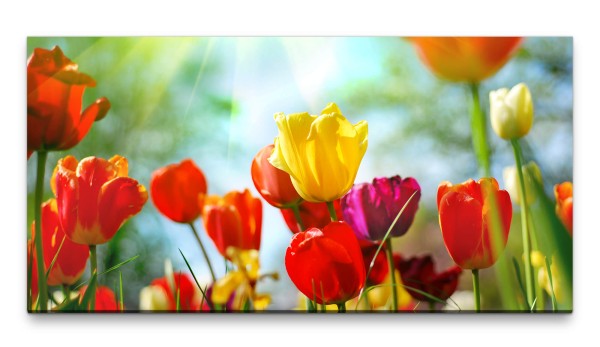 Bilder XXL Tulpen bunt 50x100cm Wandbild auf Leinwand