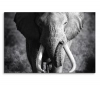 120x80cm Wandbild Elefant Bulle